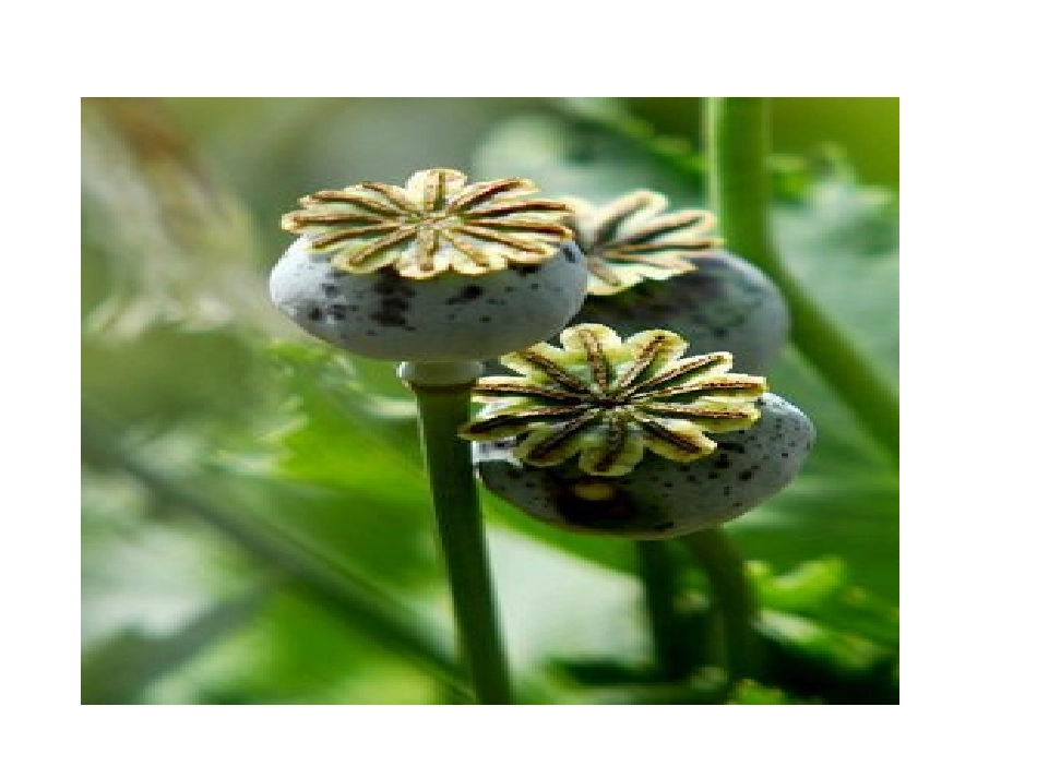 禁毒教案课件_第2页