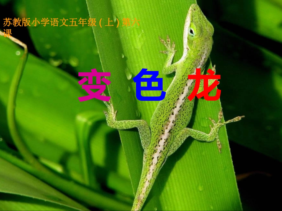 《变色龙》 (2)_第1页