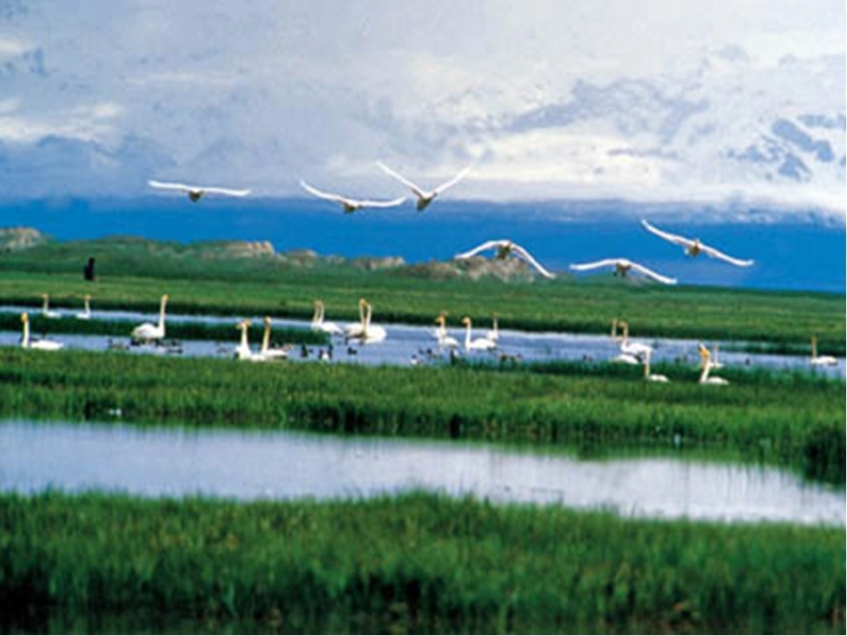 《天鹅的故事》课件_第3页