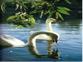 《天鹅的故事》课件