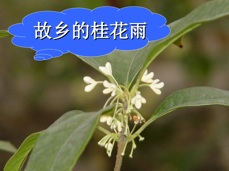 《故乡的桂花雨》_第2页