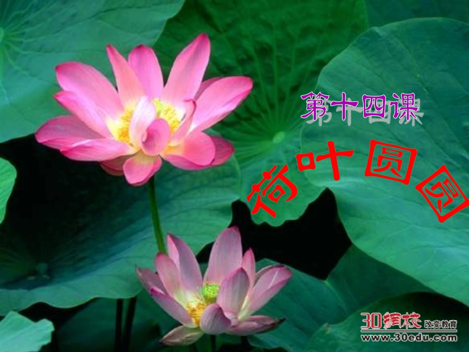 人教版小学语文一年级下册《荷叶圆圆》课件3_第3页