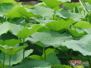 人教版小学语文一年级下册《荷叶圆圆》课件3