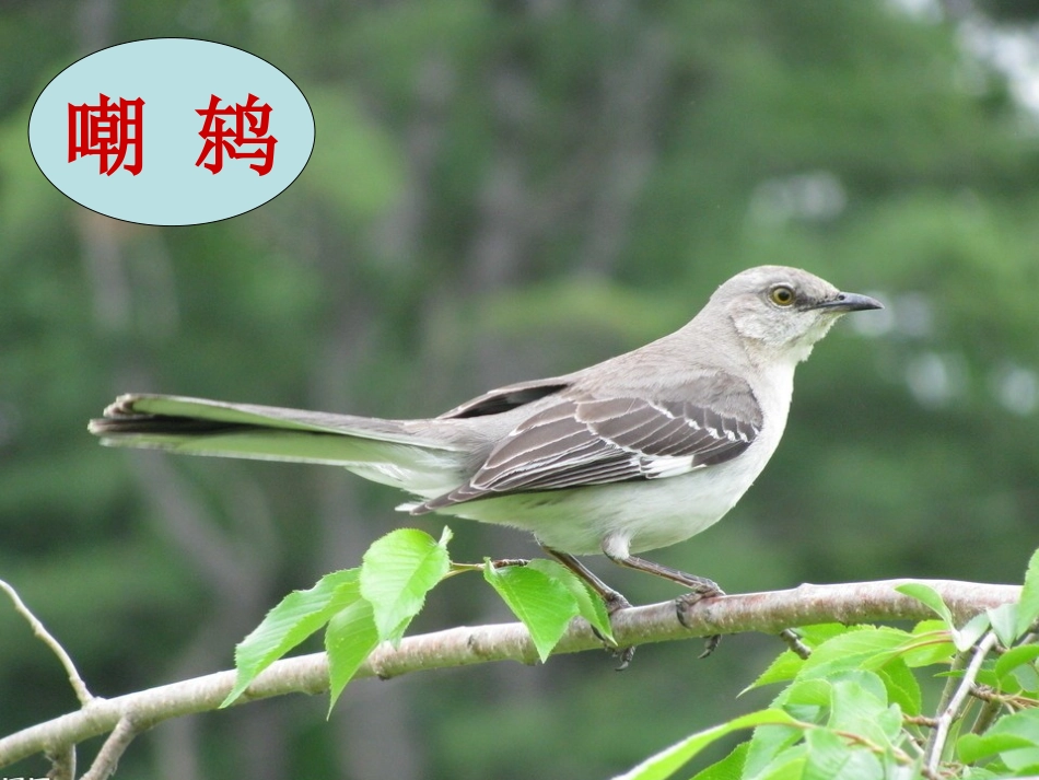 自然之道[1kejiancom]_第3页