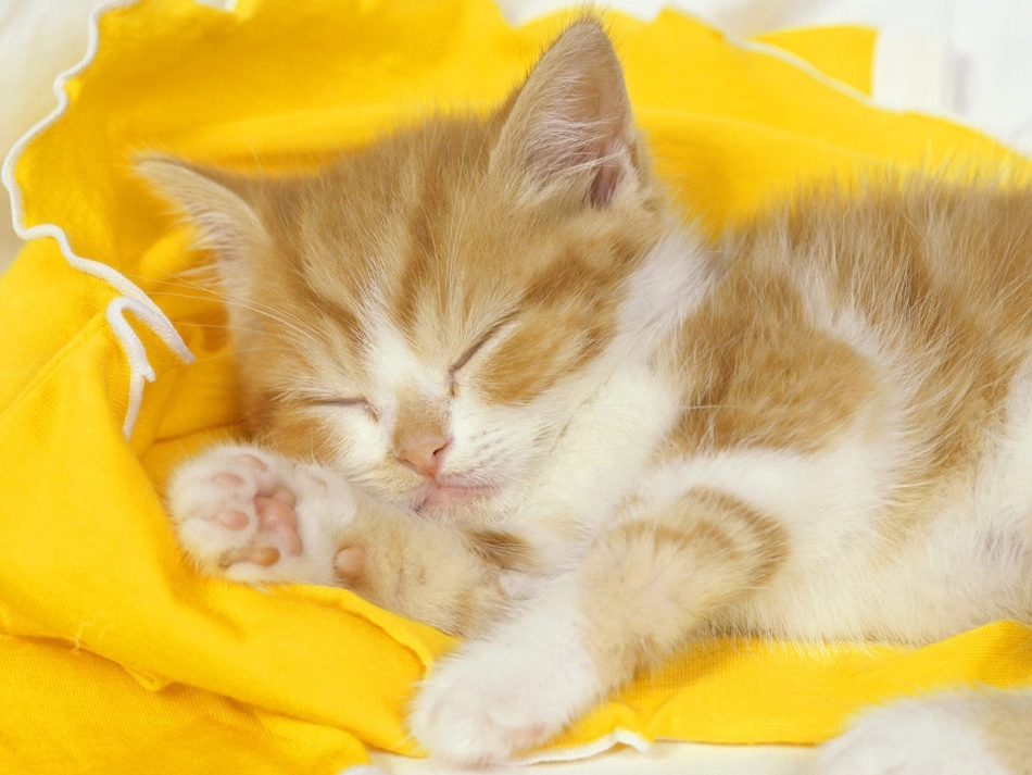 《猫》公开课_第2页