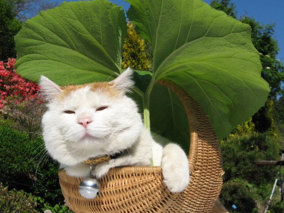《猫》公开课_第3页