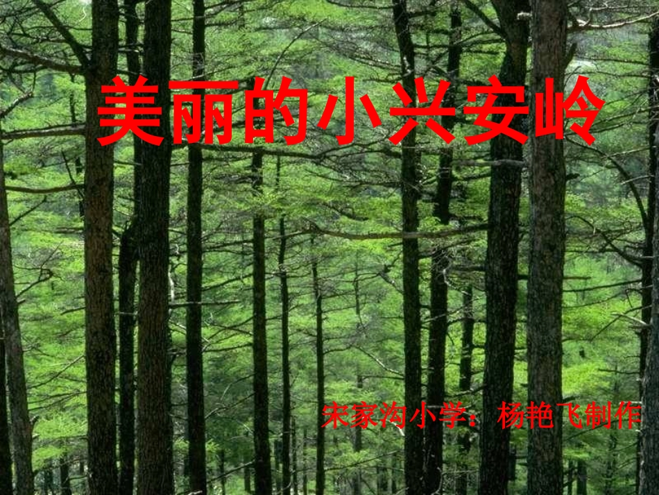 《美丽的小兴安岭》课件_第1页