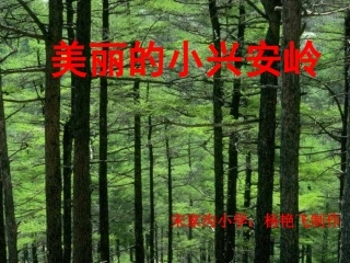 《美丽的小兴安岭》课件