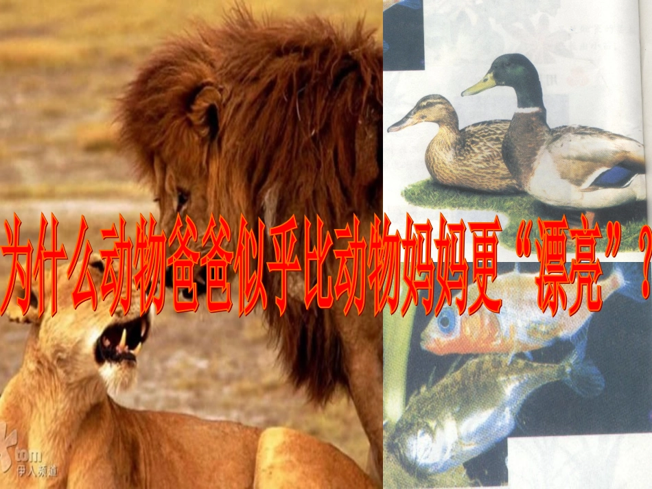 动物是怎样繁殖后代_第1页
