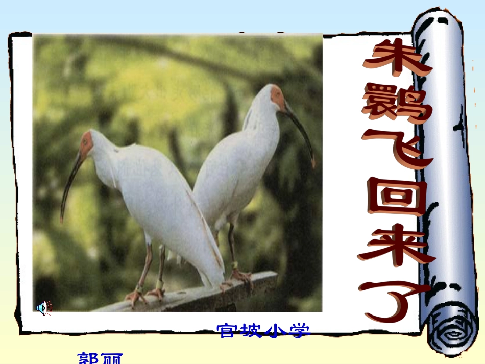 朱鹮飞回来了_第1页