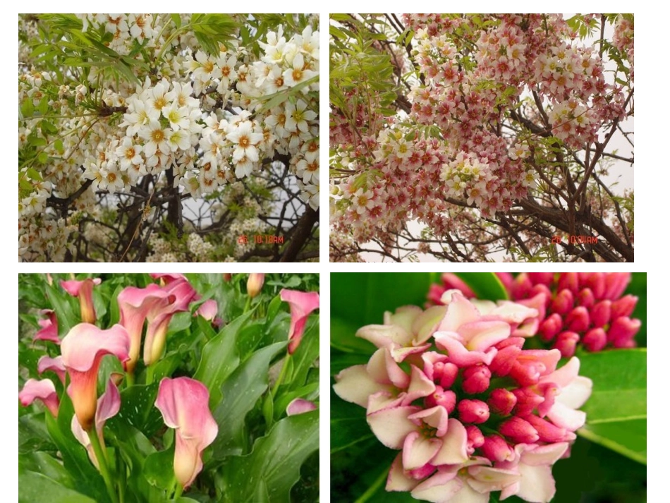 触摸春天(校公开课)—杨梅_第2页