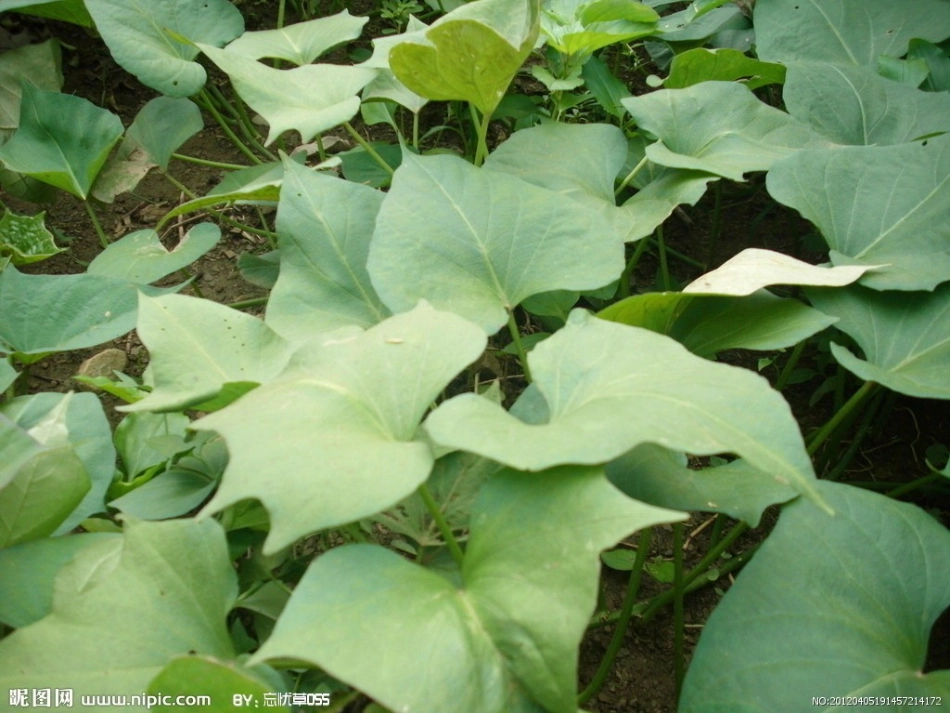 聪明的阿凡提_第2页