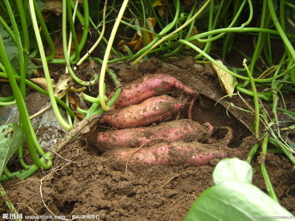 聪明的阿凡提_第3页