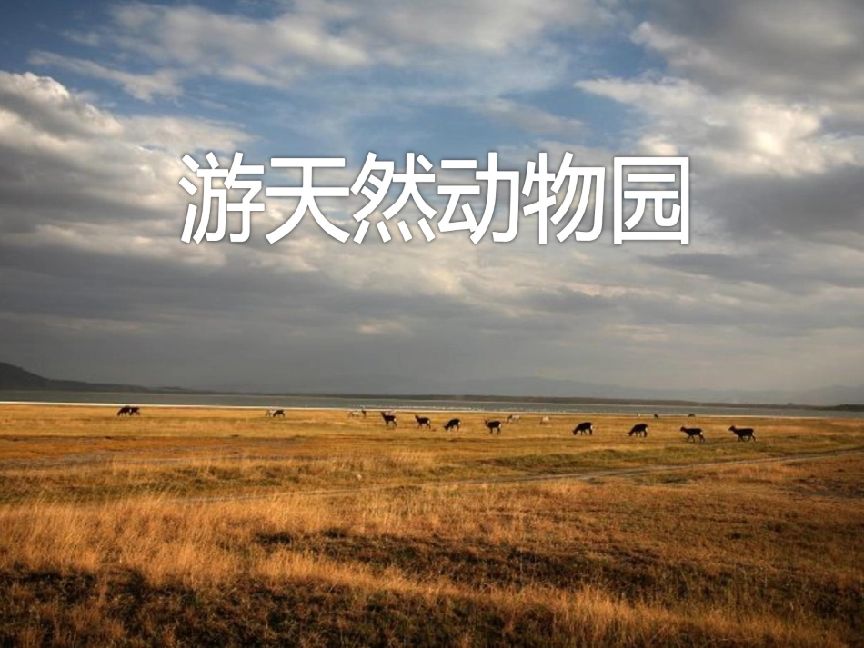 游天然动物园_第1页