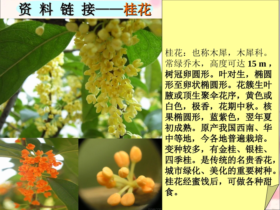 《桂花雨》教学课件 (2)_第3页