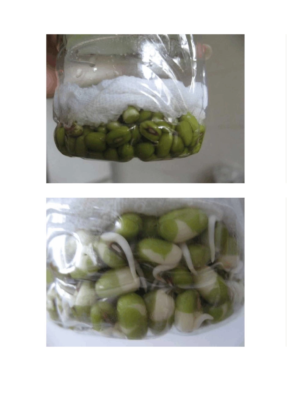 豆芽生长过程_第3页
