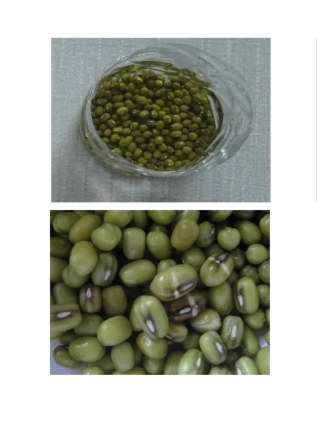豆芽生长过程