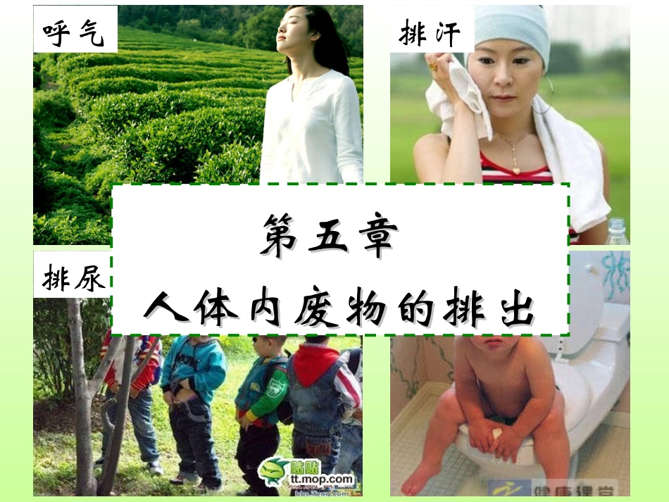 尿的形成和排出_第1页