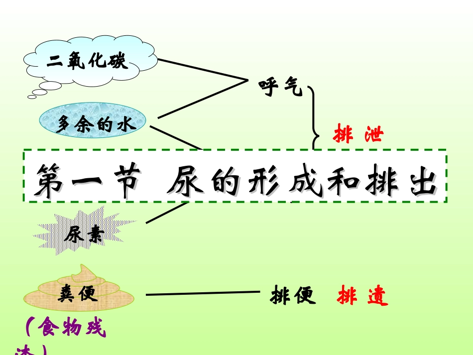 尿的形成和排出_第2页