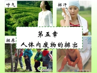 尿的形成和排出