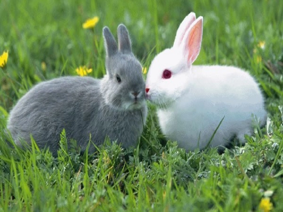 小白兔与小灰兔_第2页