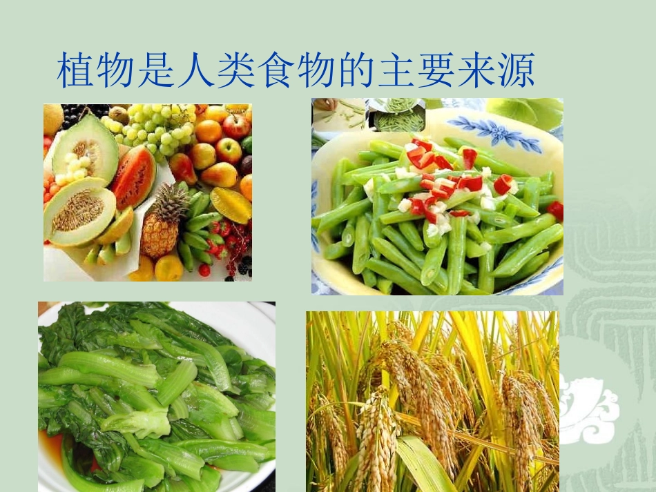 苏教版小学科学三年级下册《植物和我们》课件_第2页