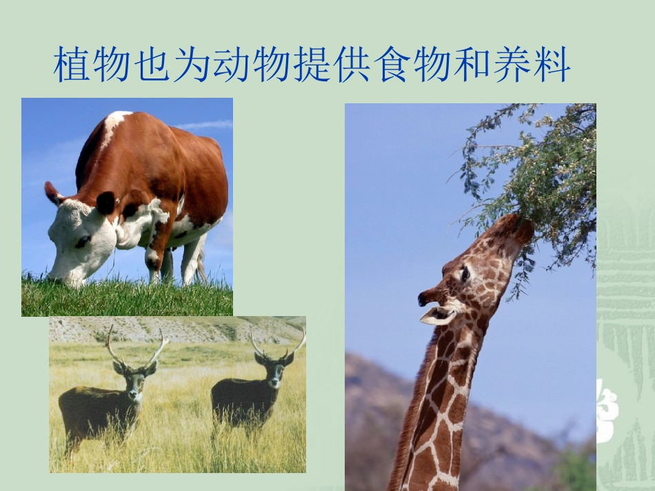 苏教版小学科学三年级下册《植物和我们》课件_第3页