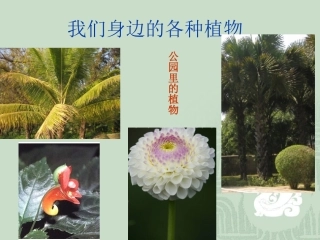 苏教版小学科学三年级下册《植物和我们》课件