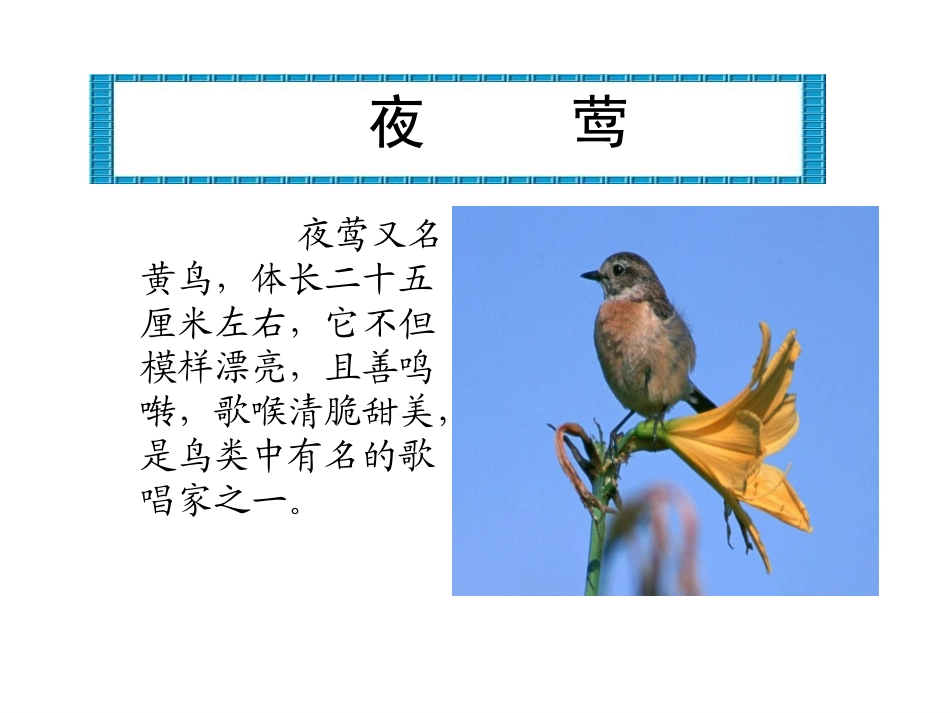 夜莺的歌声完美版_第1页