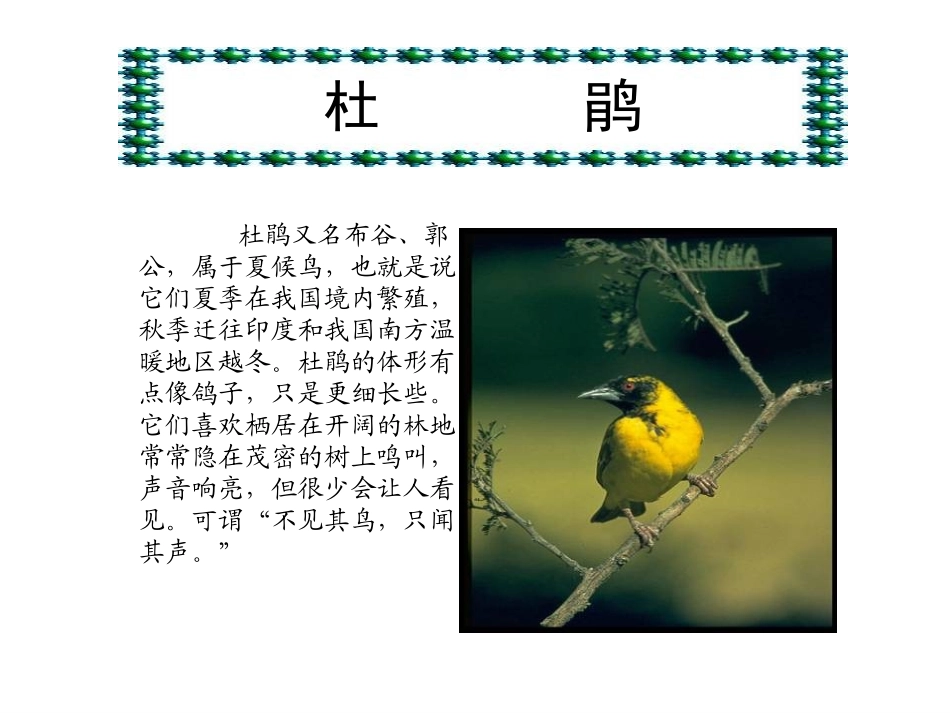 夜莺的歌声完美版_第2页