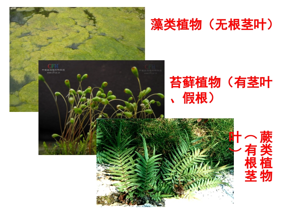 尝试对生物进行分类改_第3页