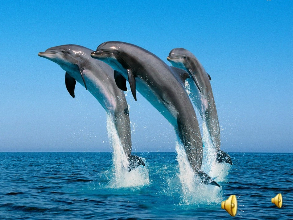 保护生物多样性_第1页