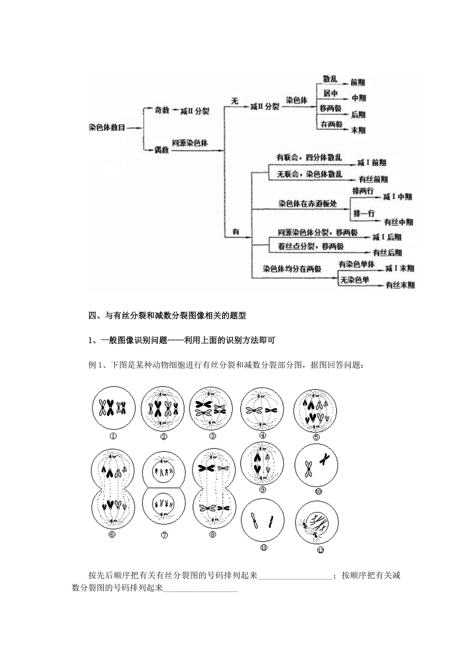 有丝分裂和减数分裂图像识别及有关题型的分析归类_第3页
