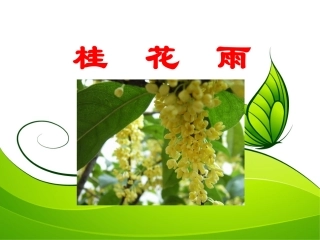 《桂花雨》教学课件