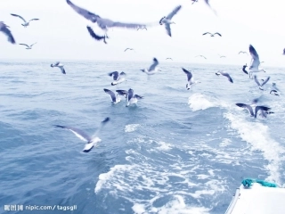 《海底世界》PPT课件(苏教版三年级语文)