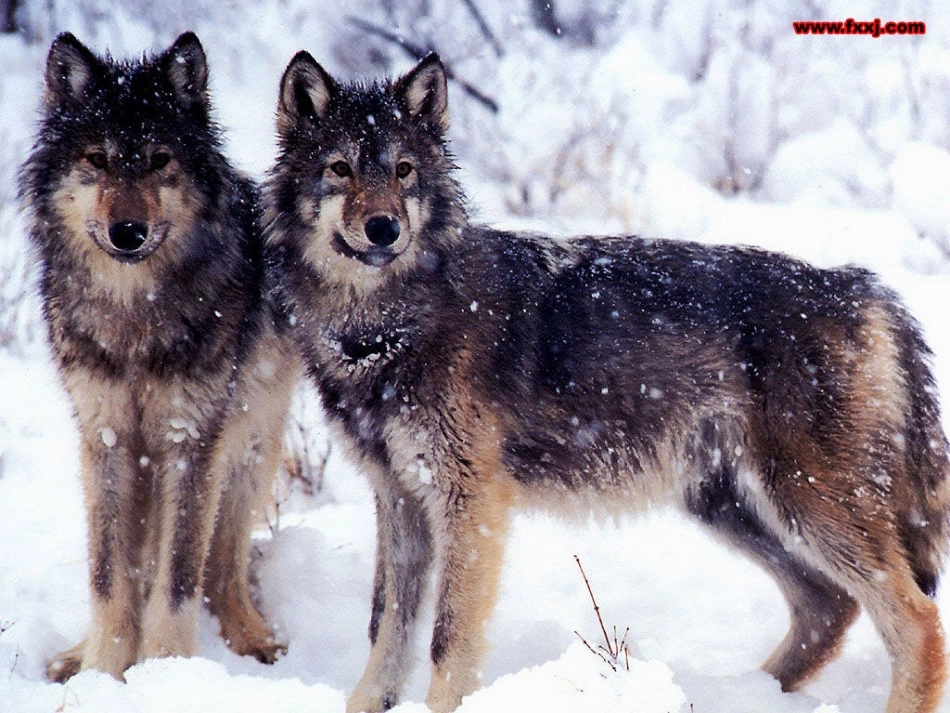 人教版七下30《狼》课件_第3页