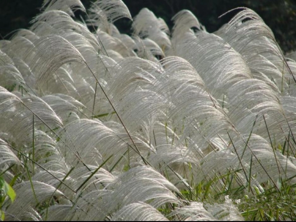 《故乡的芦苇》课件_第1页