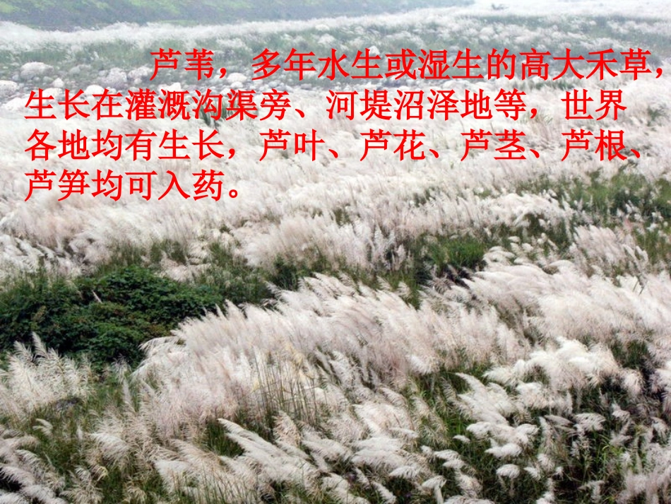 《故乡的芦苇》课件_第2页