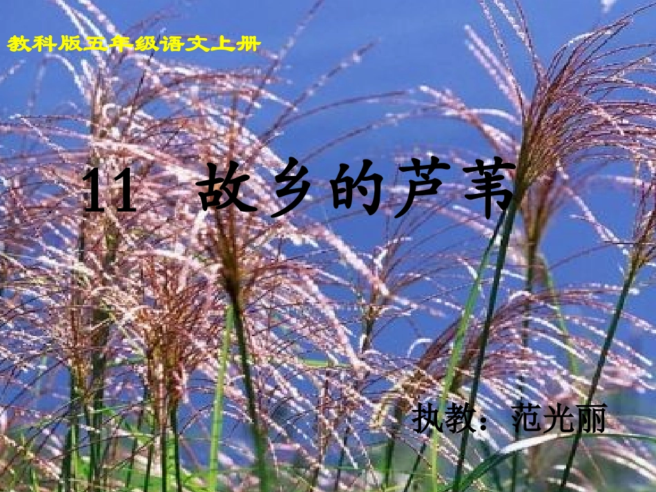 《故乡的芦苇》课件_第3页