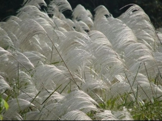 《故乡的芦苇》课件