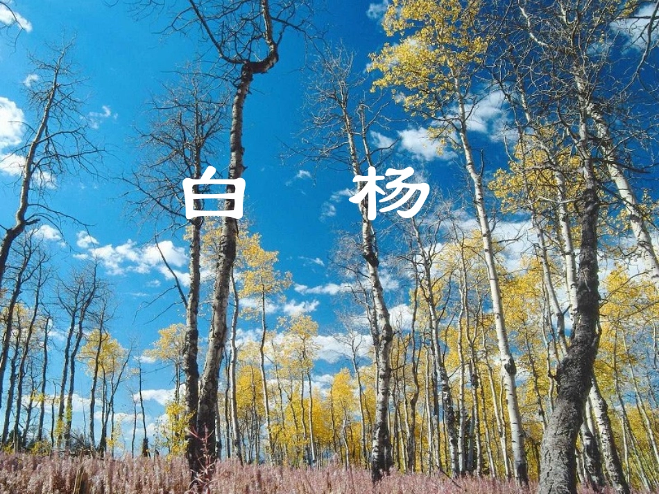 《白杨》教学参考课件二_第1页