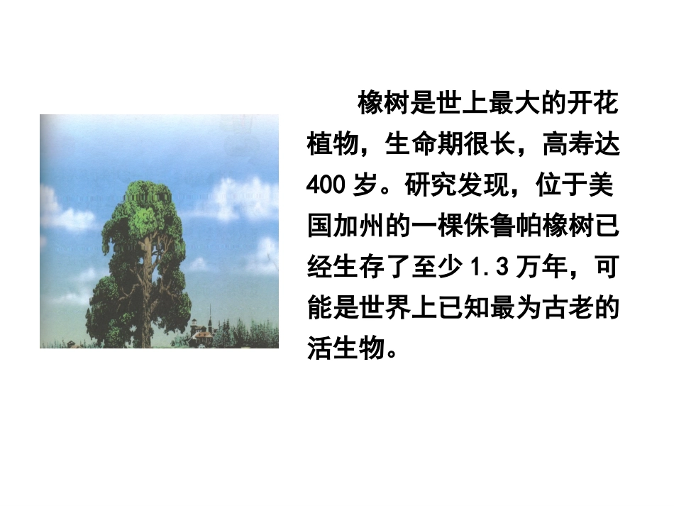 路旁的橡树课件_第2页