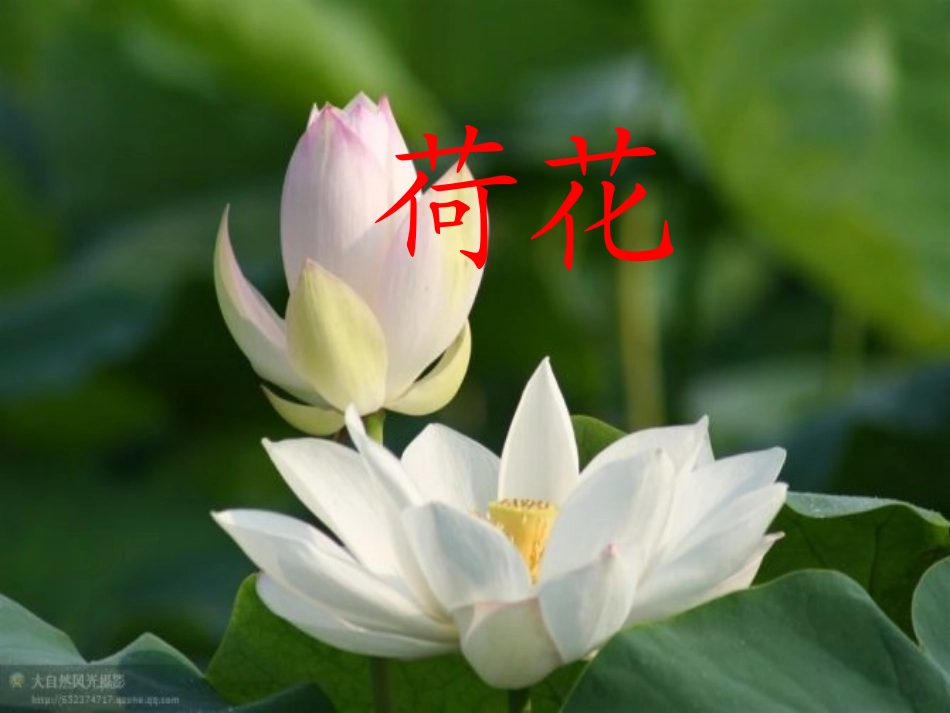 课荷花 课件_第1页