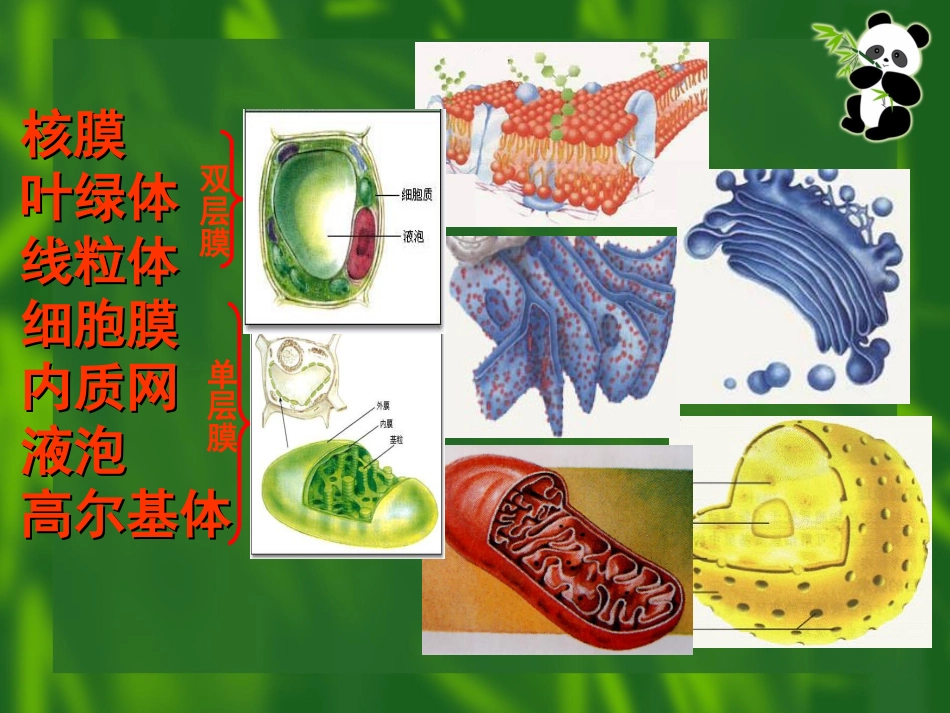 细胞器第二节生物膜系统_第1页