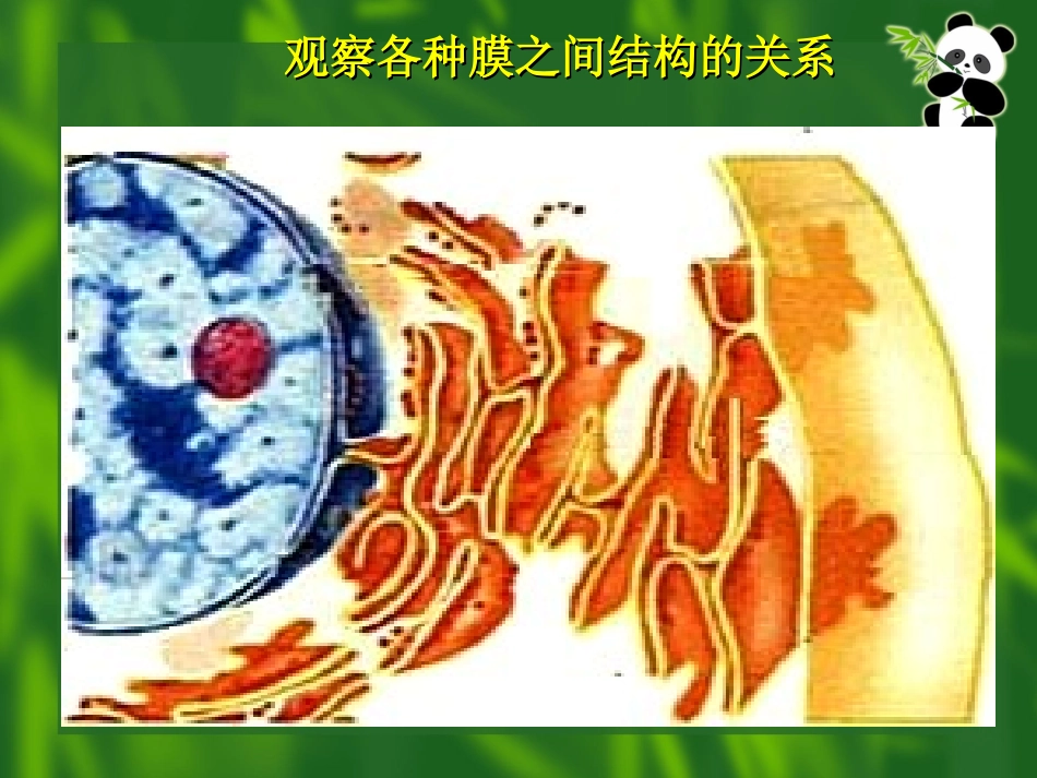 细胞器第二节生物膜系统_第2页