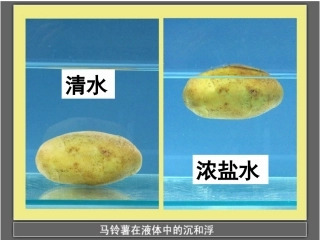 探索马铃薯沉浮的原因