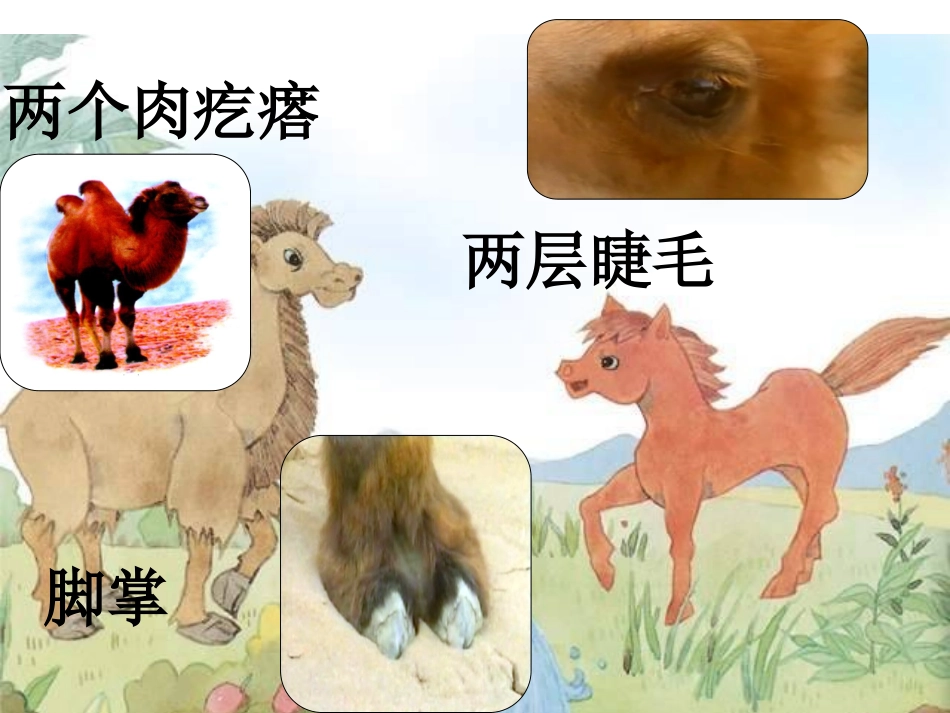 我应该感到自豪才对课件3_第3页