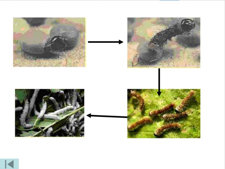 蚕宝宝在长大_第2页