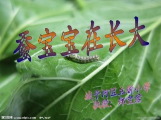 蚕宝宝在长大