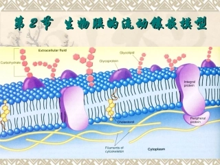 《生物膜的流动镶嵌模型》课件